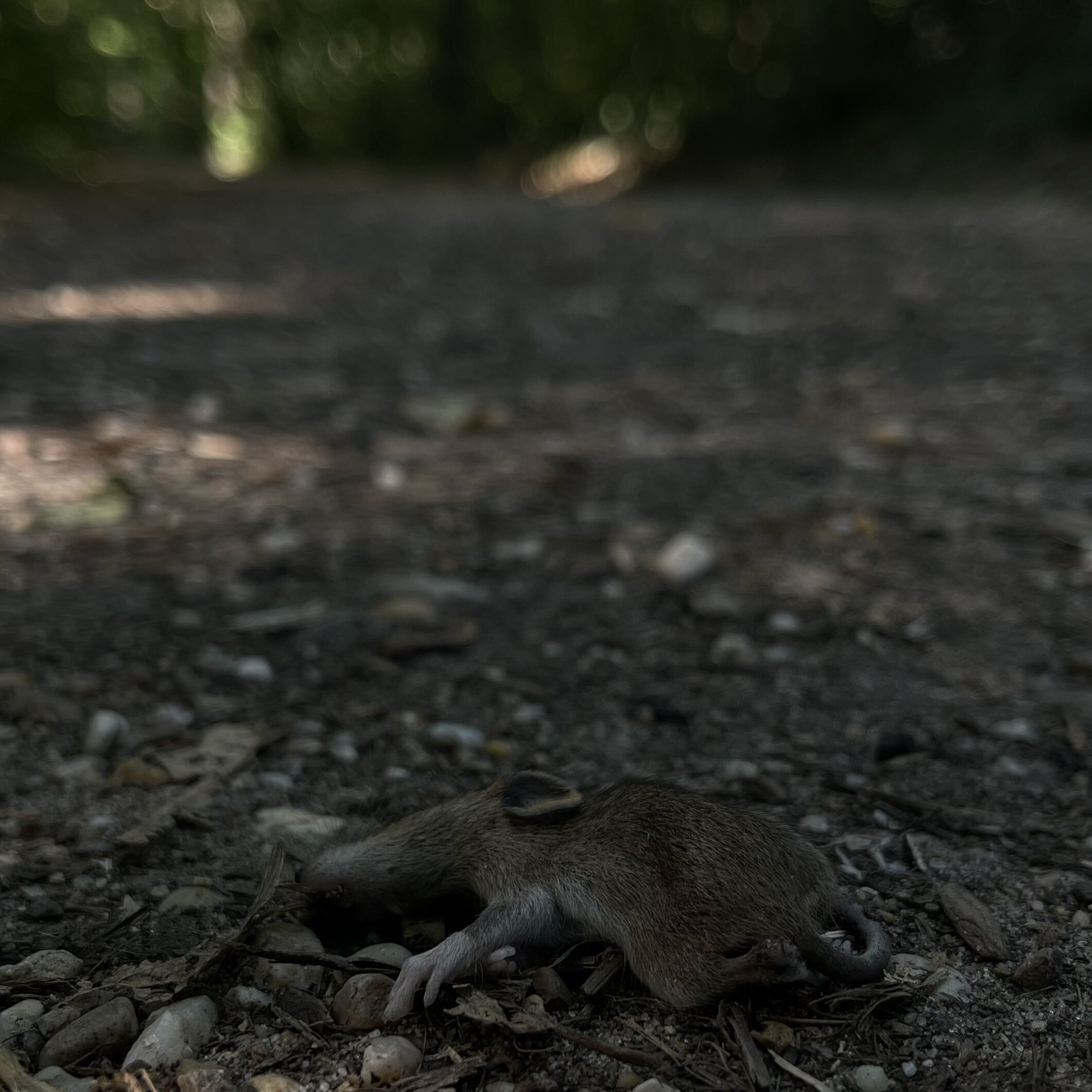 Dark - Mystic -PossibleCrime Scene – image 5