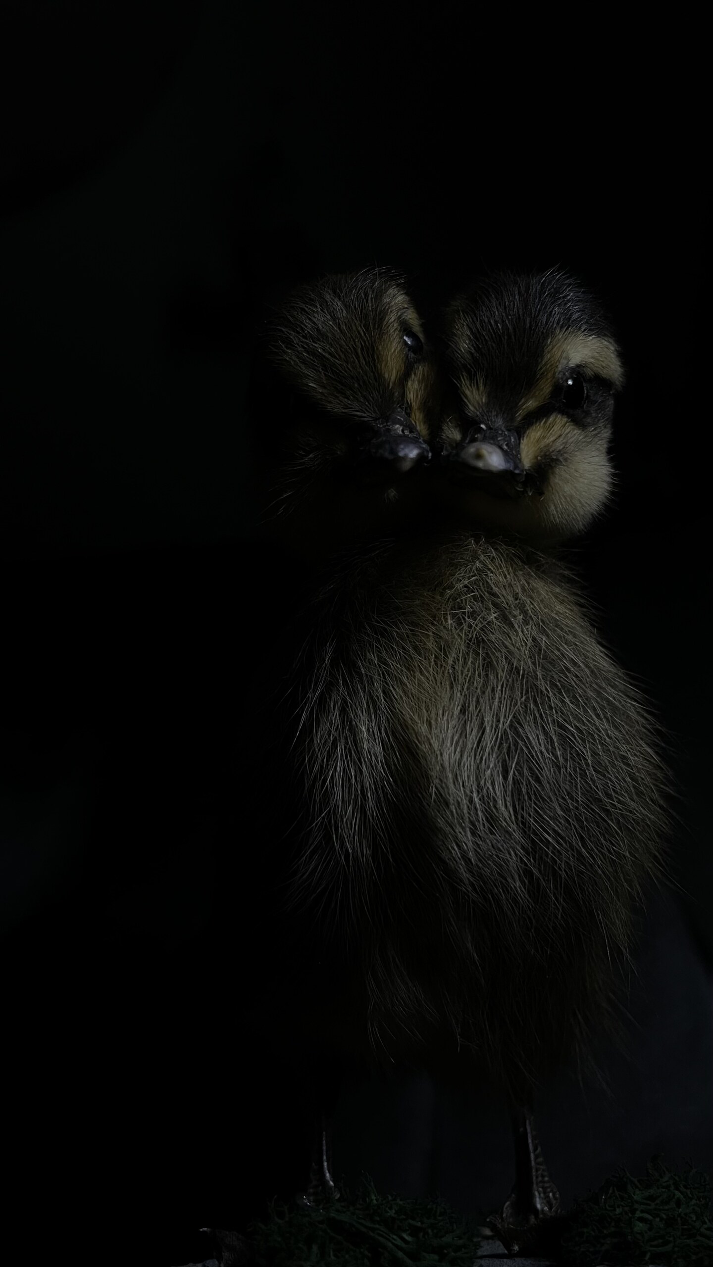 Dark - Mystic -PossibleCrime Scene – image 8